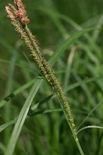 riverbank tussock sedge